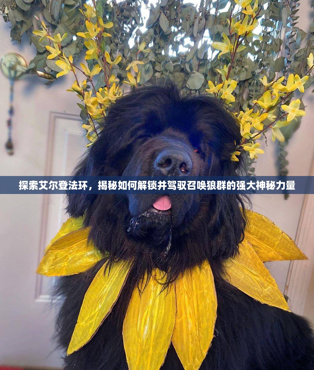 探索艾尔登法环，揭秘如何解锁并驾驭召唤狼群的强大神秘力量