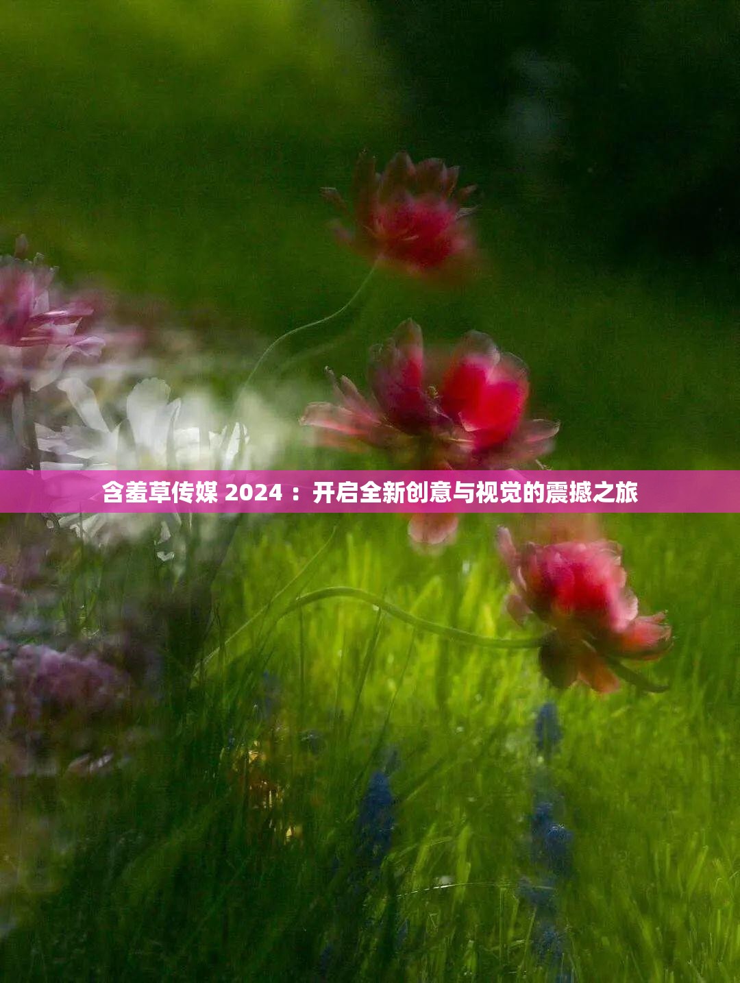 含羞草传媒 2024 ：开启全新创意与视觉的震撼之旅