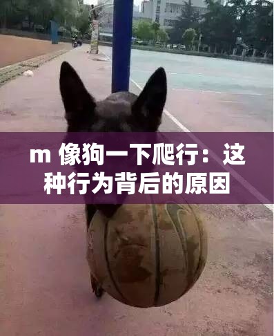 m 像狗一下爬行：这种行为背后的原因引人深思