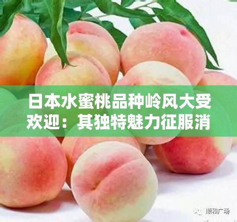日本水蜜桃品种岭风大受欢迎：其独特魅力征服消费者味蕾