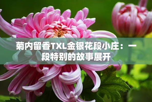 菊内留香TXL金银花段小庄：一段特别的故事展开