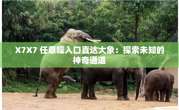 X7X7 任意噪入口直达大象：探索未知的神奇通道