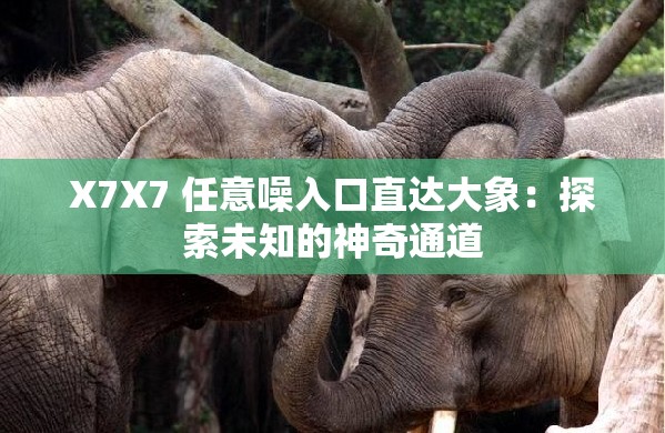 X7X7 任意噪入口直达大象：探索未知的神奇通道