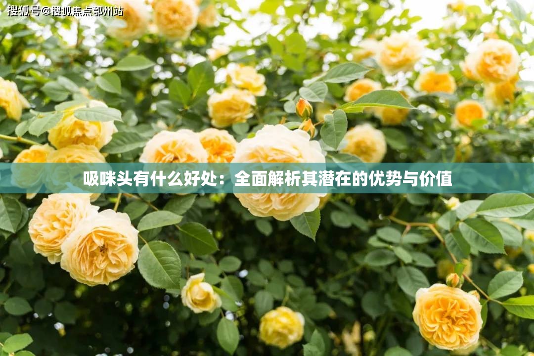 吸咪头有什么好处：全面解析其潜在的优势与价值