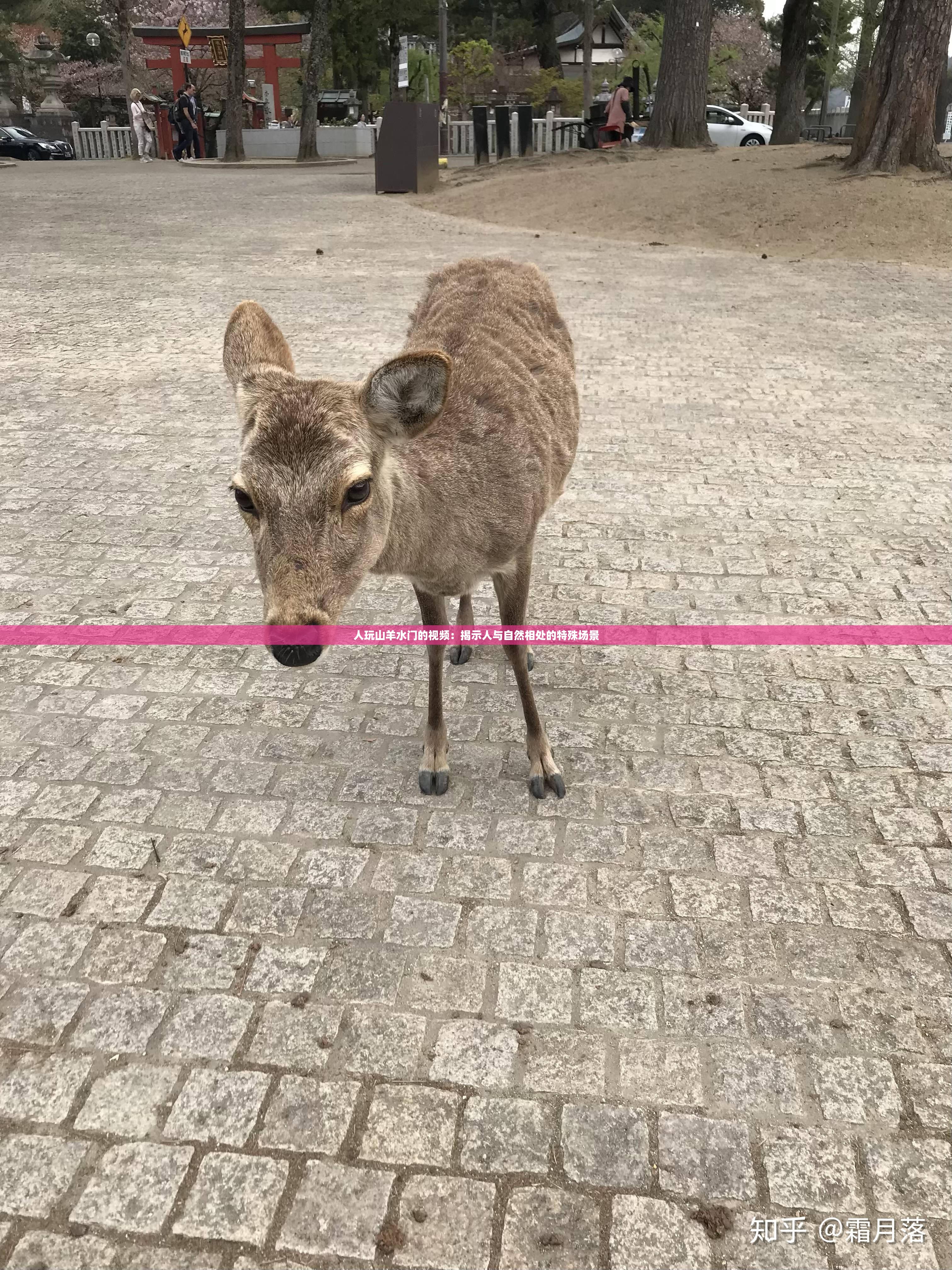 人玩山羊水门的视频：揭示人与自然相处的特殊场景