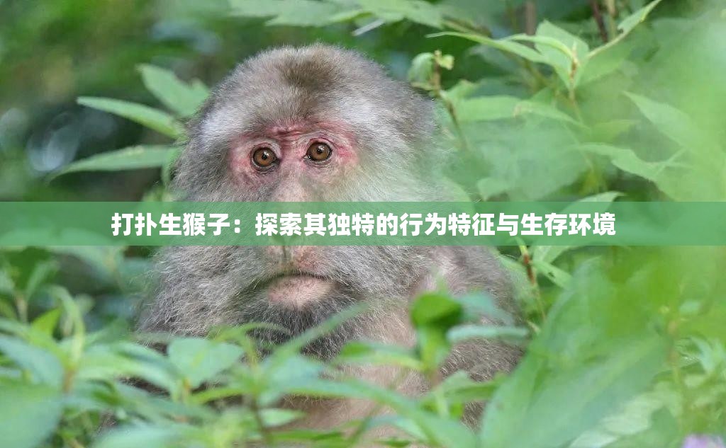 打扑生猴子：探索其独特的行为特征与生存环境