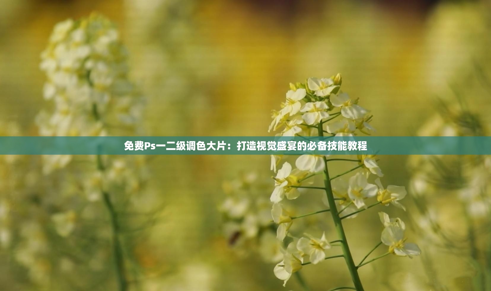 免费Ps一二级调色大片：打造视觉盛宴的必备技能教程