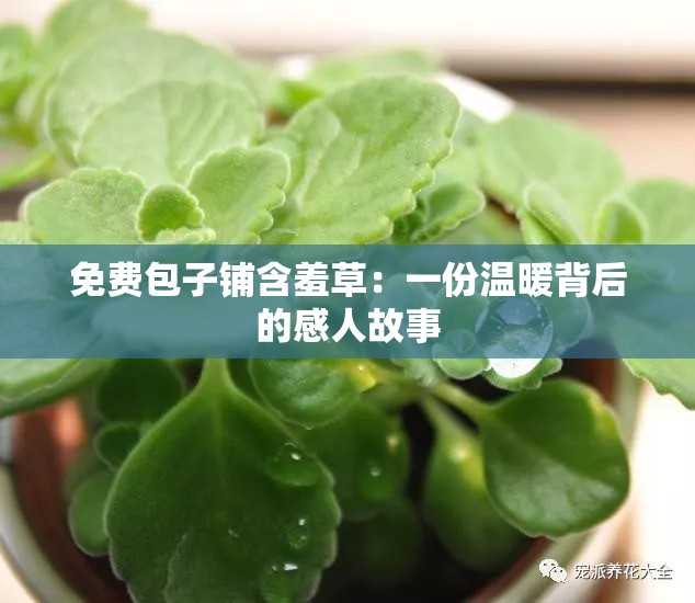 免费包子铺含羞草：一份温暖背后的感人故事