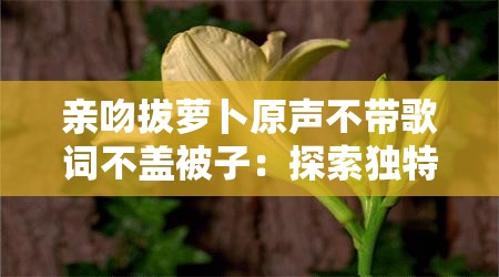 亲吻拔萝卜原声不带歌词不盖被子：探索独特音频的奇妙世界
