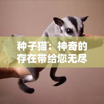 种子猫：神奇的存在带给您无尽的惊喜与可能