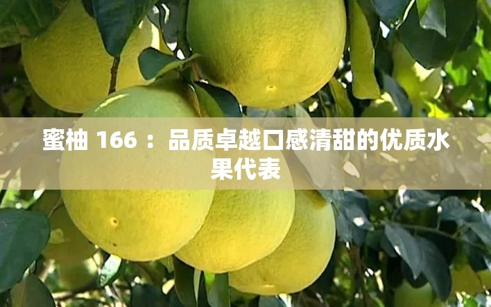 蜜柚 166 ：品质卓越口感清甜的优质水果代表