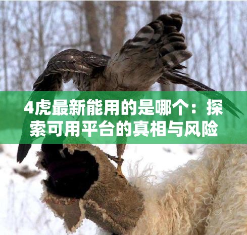 4虎最新能用的是哪个：探索可用平台的真相与风险