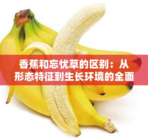 香蕉和忘忧草的区别：从形态特征到生长环境的全面解析