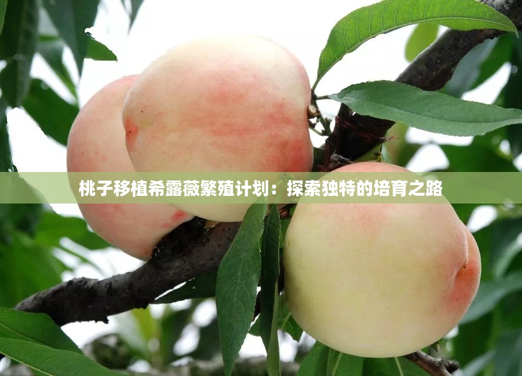 桃子移植希露薇繁殖计划：探索独特的培育之路