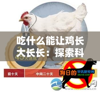 吃什么能让鸡长大长长：探索科学有效的饲养饲料种类
