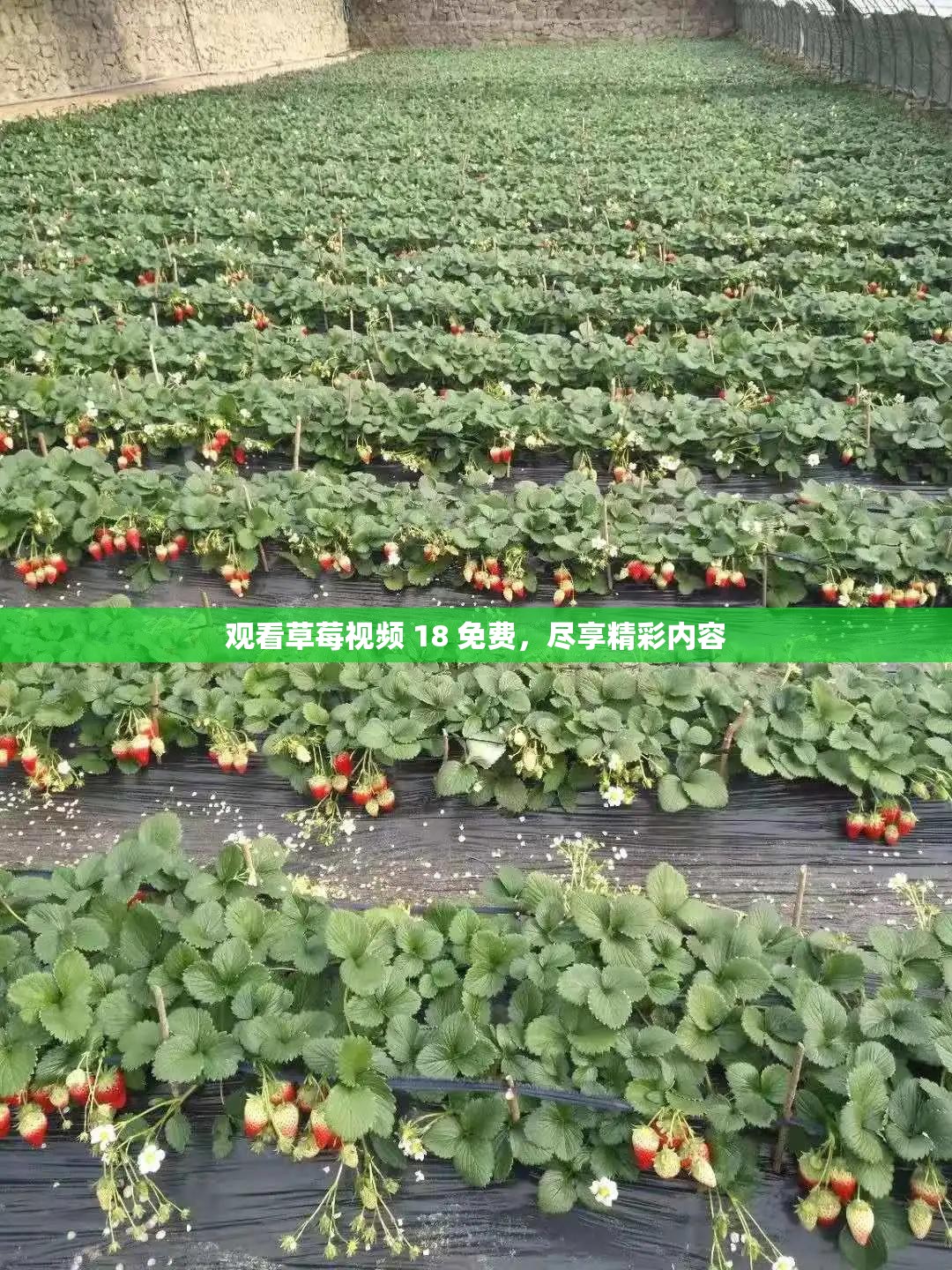 观看草莓视频 18 免费，尽享精彩内容