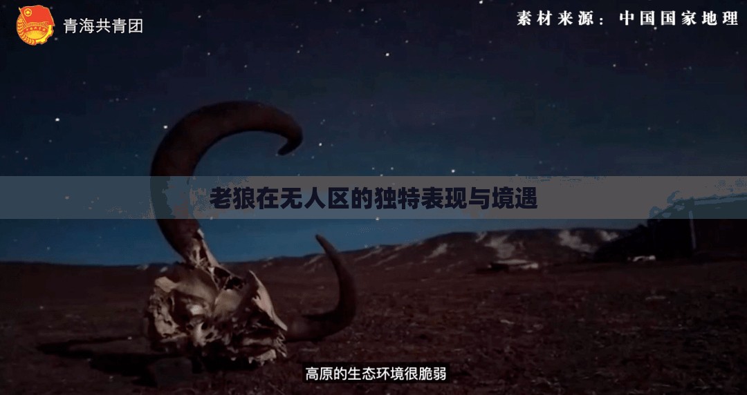 老狼在无人区的独特表现与境遇