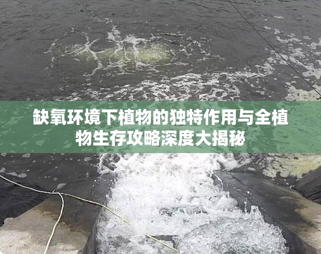 缺氧环境下植物的独特作用与全植物生存攻略深度大揭秘