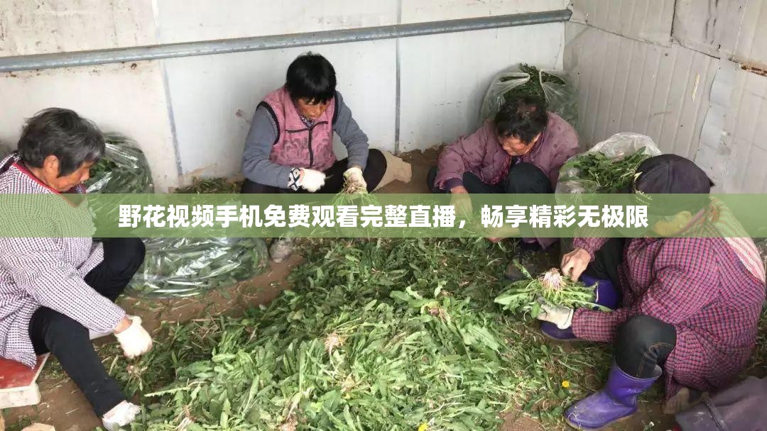 野花视频手机免费观看完整直播，畅享精彩无极限