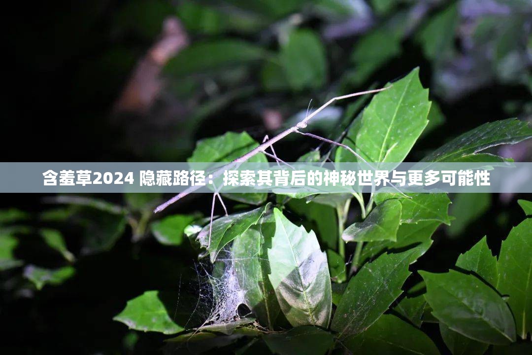 含羞草2024 隐藏路径：探索其背后的神秘世界与更多可能性