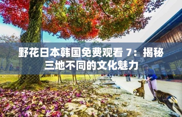 野花日本韩国免费观看 7：揭秘三地不同的文化魅力