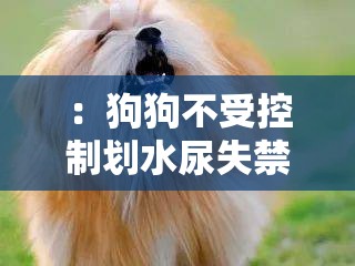 ：狗狗不受控制划水尿失禁，令人尴尬的健康问题