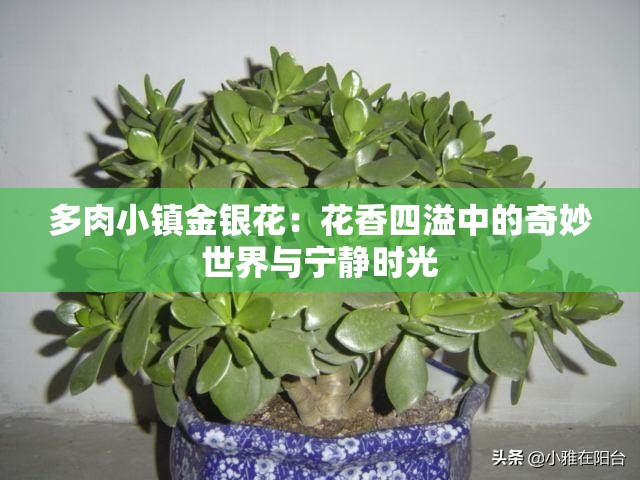 多肉小镇金银花：花香四溢中的奇妙世界与宁静时光