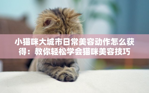 小猫咪大城市日常美容动作怎么获得：教你轻松学会猫咪美容技巧
