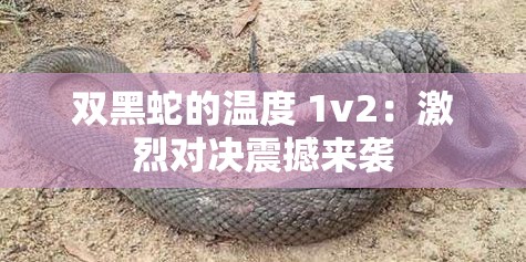 双黑蛇的温度 1v2：激烈对决震撼来袭