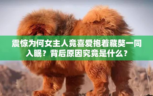 震惊为何女主人竟喜爱抱着藏獒一同入眠？背后原因究竟是什么？
