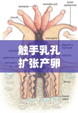 触手乳孔扩张产卵，你了解多少？