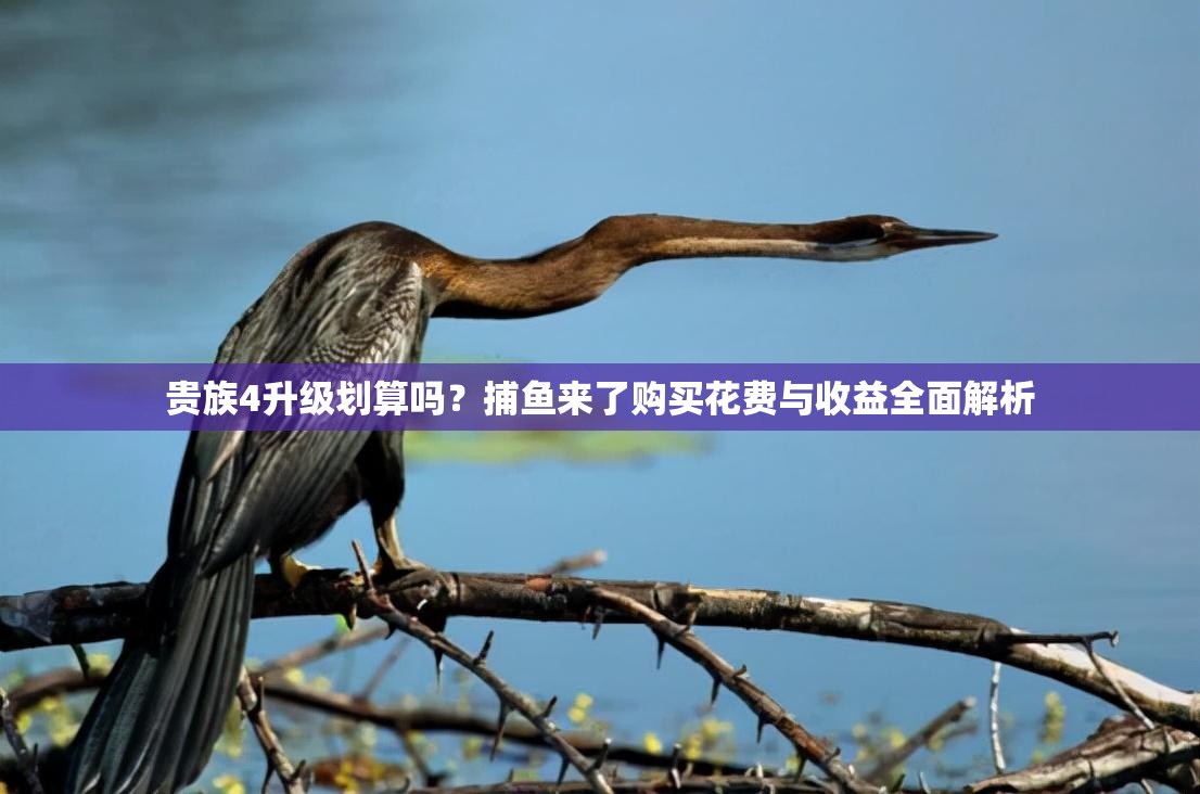 贵族4升级划算吗？捕鱼来了购买花费与收益全面解析